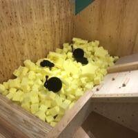 スポンジプール